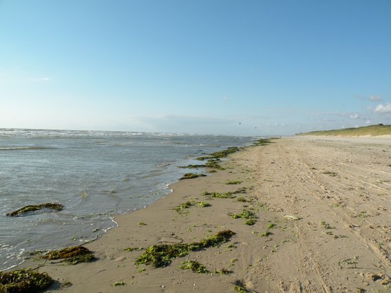  algues sur la plage